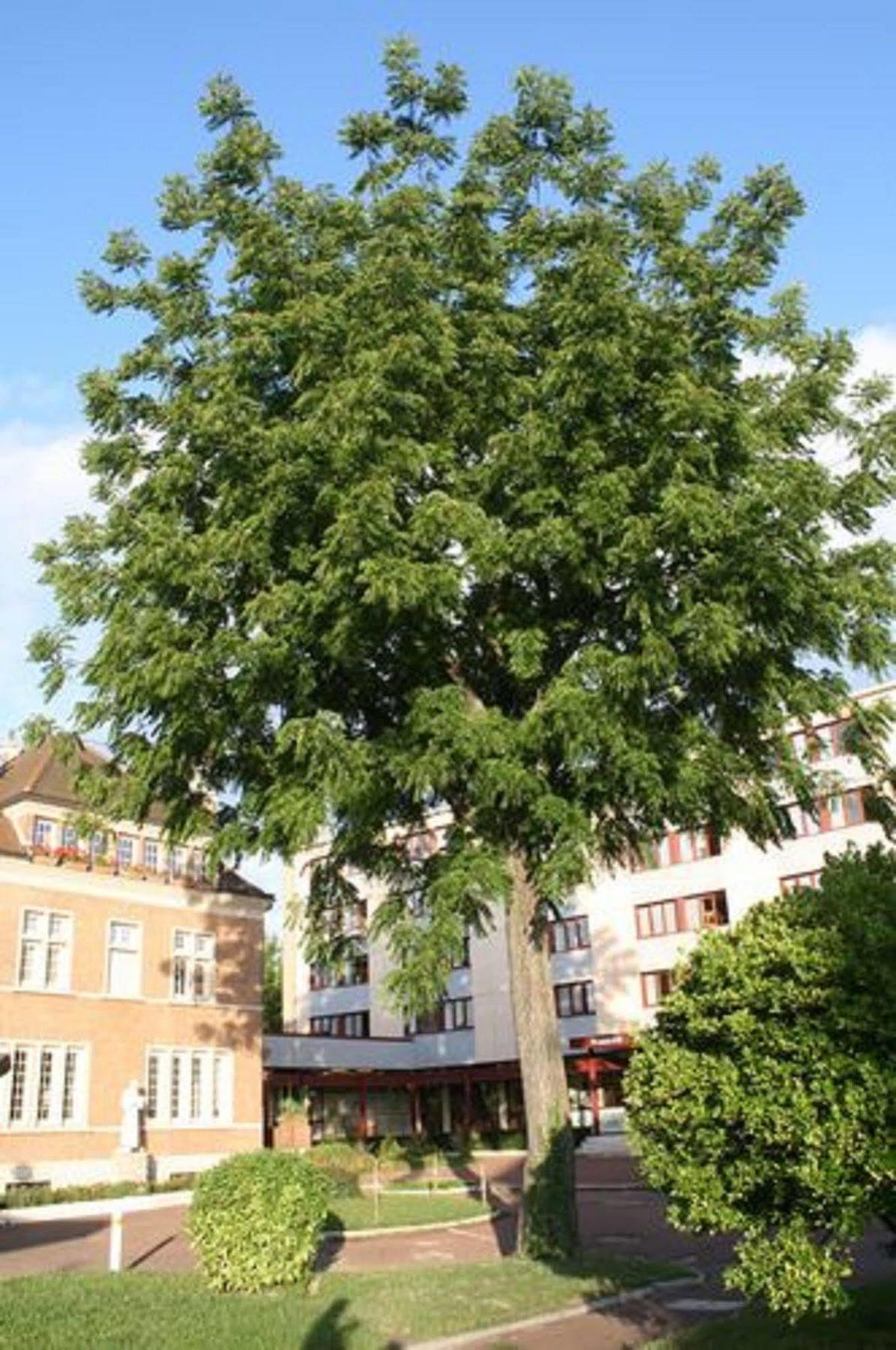 Residence Universitaire Lanteri Fontenay-aux-Roses Exteriör bild